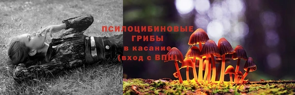 шишки Арсеньев